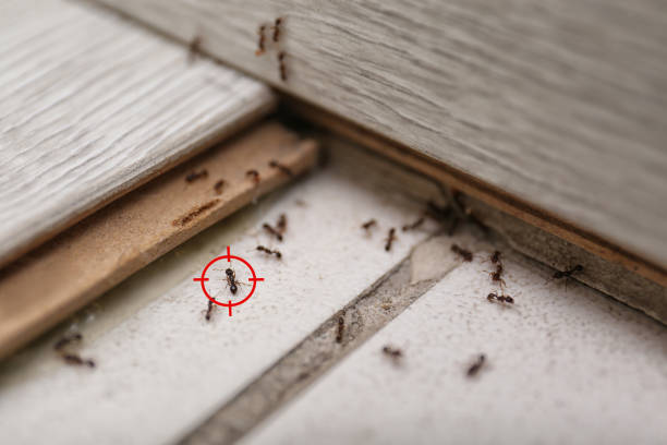 Best Termite Control Services  in Kaloko, HI