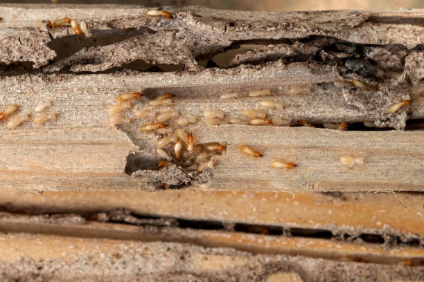 Best Wasp Removal Services  in Kaloko, HI